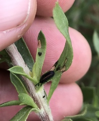 Microrhopala rubrolineata