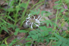 Monarda russeliana