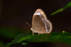 Mycalesis anaxias