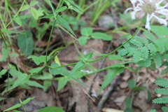 Monarda russeliana