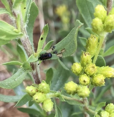 Microrhopala rubrolineata