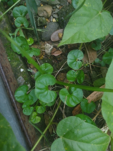 Dichondra micrantha