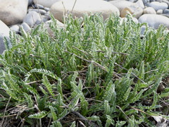 Oxytropis borealis