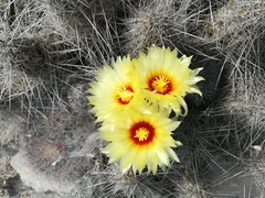 Astrophytum capricorne