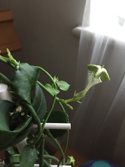 Ceropegia sandersonii