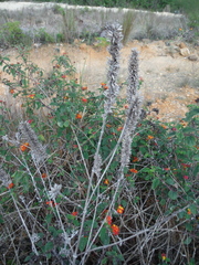 Salvia densiflora