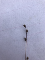 Phacelia stellaris