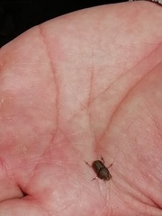 Euoniticellus intermedius