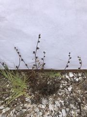 Phacelia stellaris