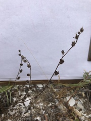 Phacelia stellaris