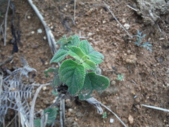 Salvia densiflora