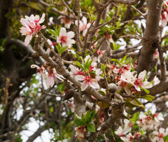 Prunus korschinskii