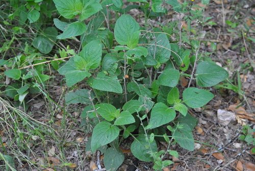 Image of Ruellia occidentalis by (c) beth_snow, some rights reserved (CC BY)