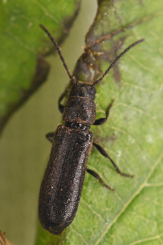 Phymatodes vilitatis