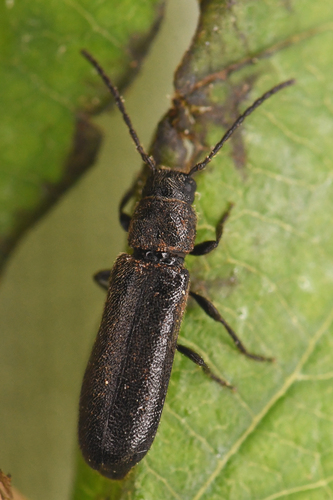 Phymatodes vilitatis