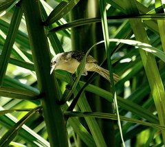 Campylorhynchus turdinus