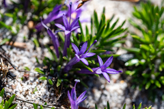 Merciera azurea