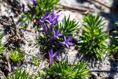 Merciera azurea