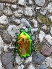 Calomacraspis splendens