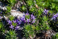 Merciera azurea