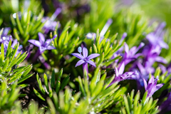 Merciera azurea