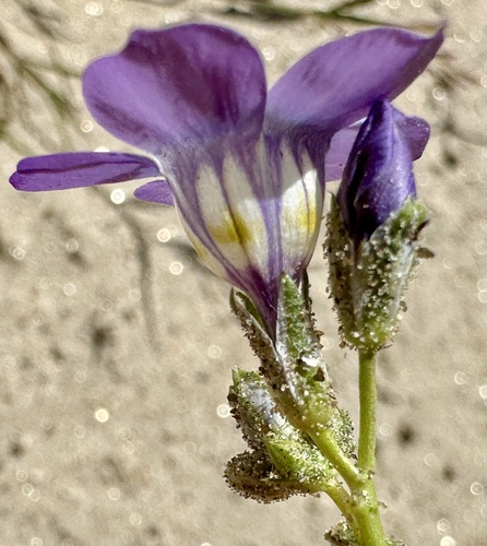Image of Gilia latiflora by (c) Henrik Kibak, some rights reserved (CC BY)