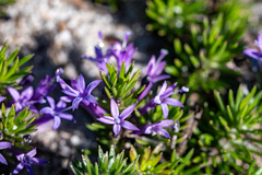 Merciera azurea