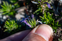 Merciera azurea