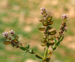 Aethionema carneum