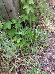 Pilosella caespitosa
