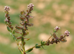 Aethionema carneum