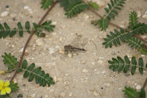 Northern Banded Groundling photo 5
