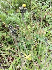 Pilosella caespitosa