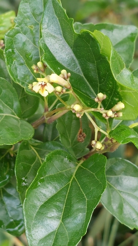 Image of Premna microphylla by (c) 賴碧珠, some rights reserved (CC BY)