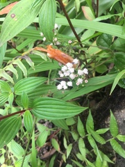 Ageratina riparia