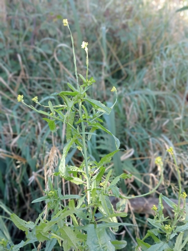 Hedge mustard (Sisymbrium officinale)