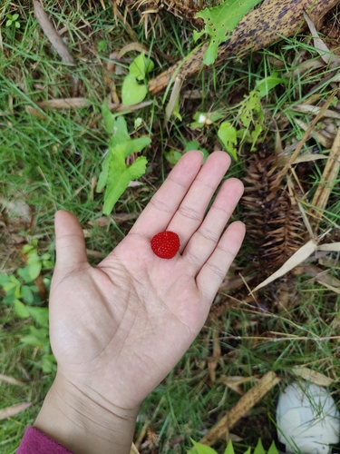 roseleaf bramble