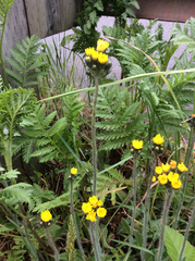 Pilosella caespitosa