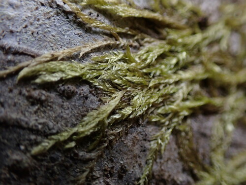 Image of Plagiothecium piliferum by no rights reserved