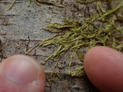 Image of Plagiothecium piliferum by no rights reserved