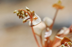 Claytonia rubra