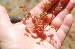 Claytonia rubra