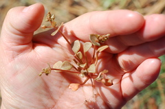 Claytonia rubra