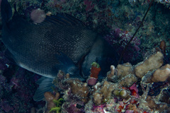 Plectorhinchus gibbosus