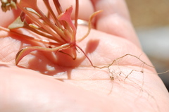 Claytonia rubra