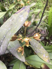 Prosthechea