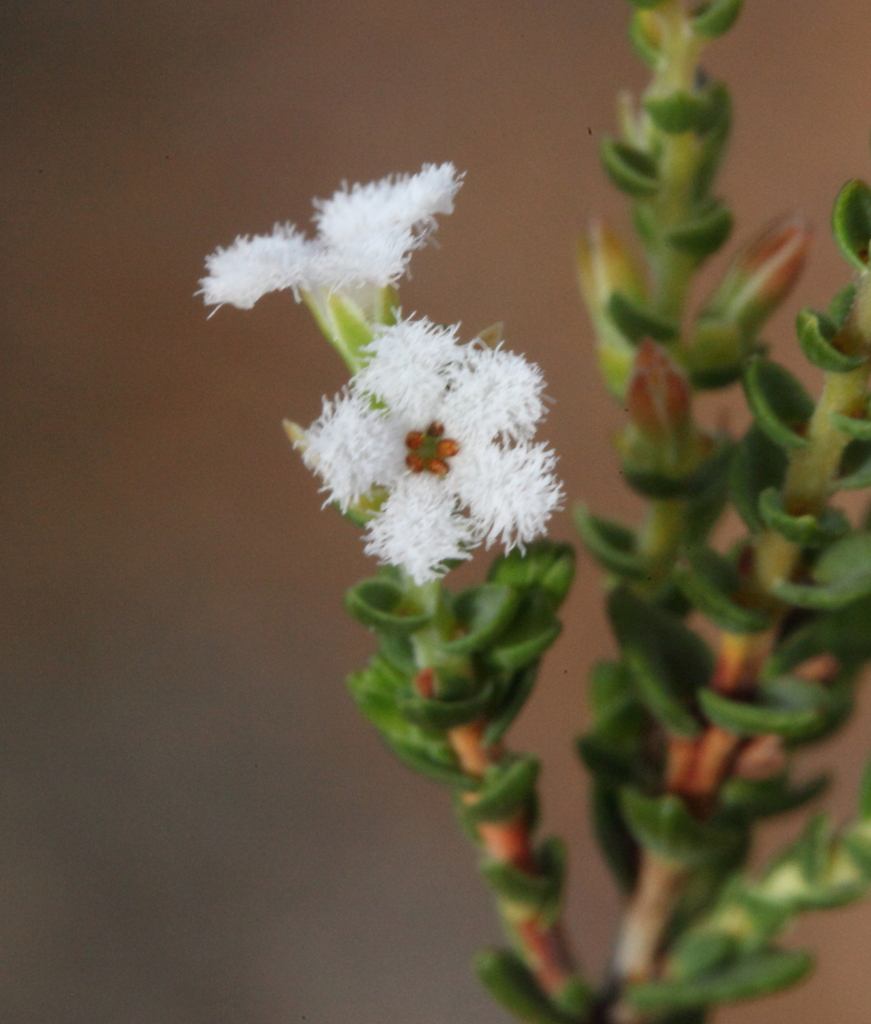 Leucopogon tamariscinus