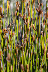 Nevillea obtusissima