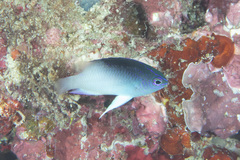 Chrysiptera rollandi