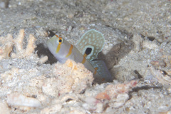 Amblyeleotris randalli